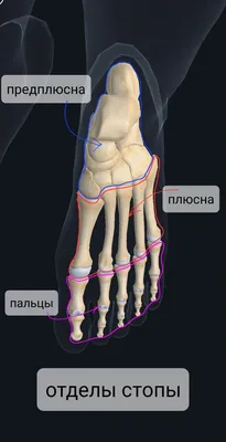 Фотка скелета человеческой ступни для скачивания в PNG