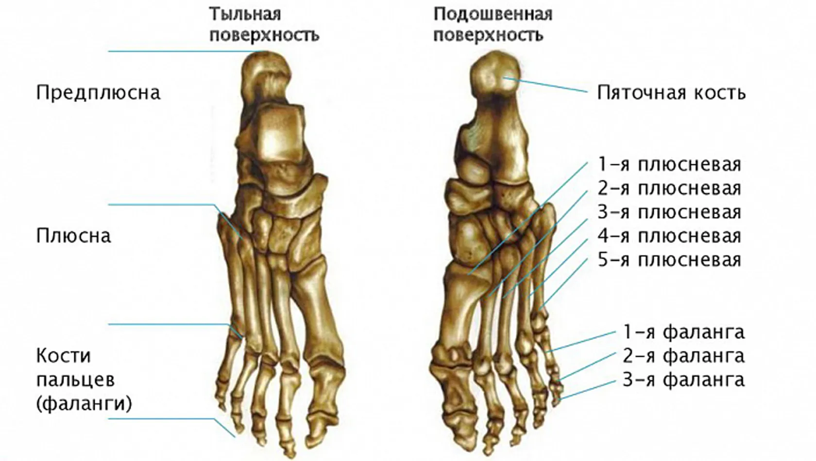 Кости запястья и предплюсны. Строение стопы человека кости. Кости плюсны и предплюсны стопы.