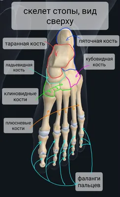 Фотка скелета человеческой ступни в PNG формате