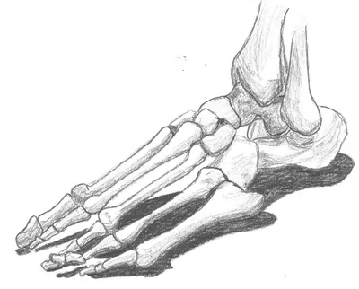 Картинка скелета ступни человека в разных размерах
