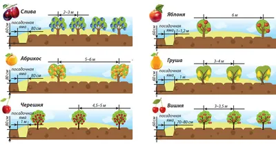 Фото Схема посадки плодовых деревьев: бесплатно скачать в высоком качестве