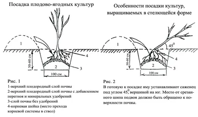 Фото, картинки и обои Схема посадки плодовых деревьев: бесплатно в формате WebP