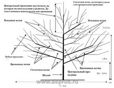 Новое HD фото Схема посадки плодовых деревьев: бесплатно скачать