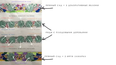 Профессиональные фотографии схемы посадки плодовых деревьев – наше богатство