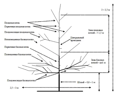 Уникальные фотографии схемы посадки плодовых деревьев: идеи и вдохновение