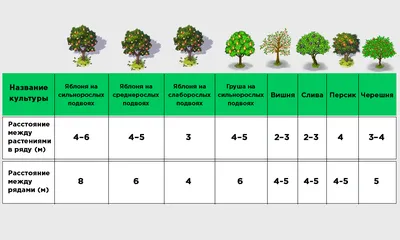 Фото Деревья: схема посадки плодовых деревьев в Full HD
