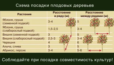 Лучшие фото схемы посадки плодовых деревьев для вашего сада