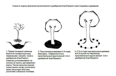 Идеальные фотографии схемы посадки плодовых деревьев для вашего садового проекта