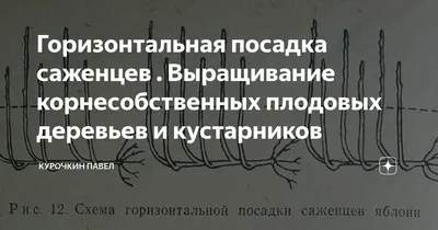 Восхитительные фото схемы посадки плодовых деревьев: научитесь создавать идеальные композиции