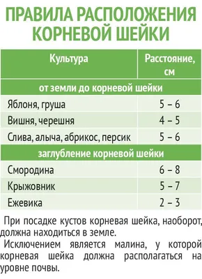 Изображение посадки плодовых деревьев