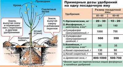 Картинка с посадкой плодовых деревьев