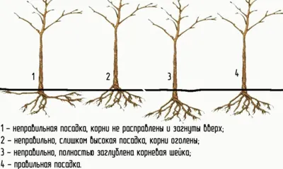 HD изображение Схема посадки плодовых деревьев: бесплатно и в хорошем качестве