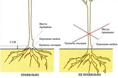 [91+] Схема посадки плодовых деревьев фото