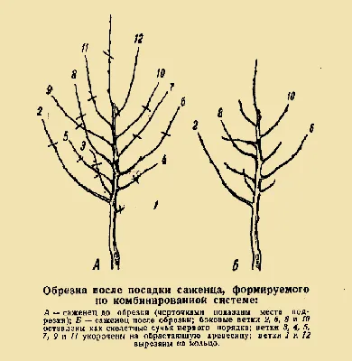 Картинка с подробной схемой посадки плодовых деревьев