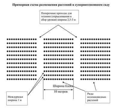 Фото на айфон с примерами посадки плодовых деревьев в 2024 году