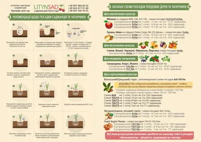 Схема посадки плодовых деревьев: новое изображение для скачивания