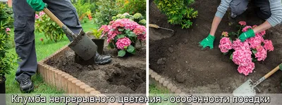 Преимущества использования определенной схемы посадки плодовых деревьев