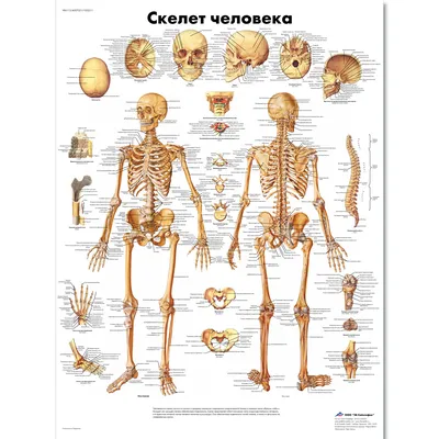 Фотоанатомия: Скилет человека на вашем экране