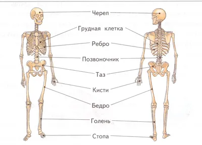 Скачайте великолепные изображения скилета человека