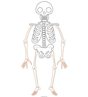 Скачивайте фото скилета человека: Выбирайте размер и формат
