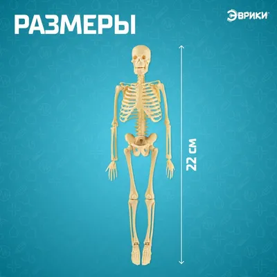 Скачайте высококачественные фотографии скилета человека