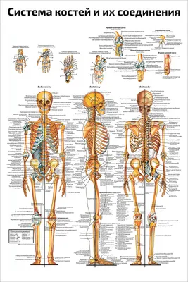 Фото скилета человека: Размер на ваш выбор