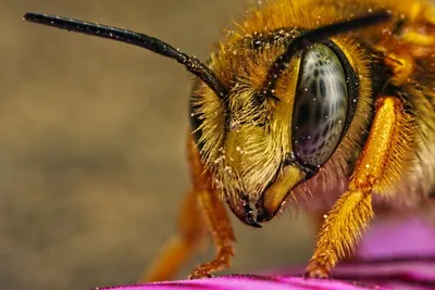 Новые фотографии пчелы в формате JPG