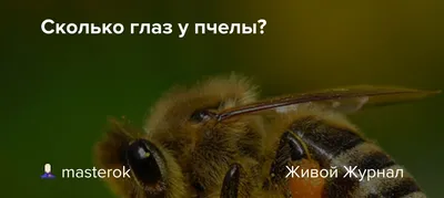 Фото пчелы: красивые изображения для скачивания