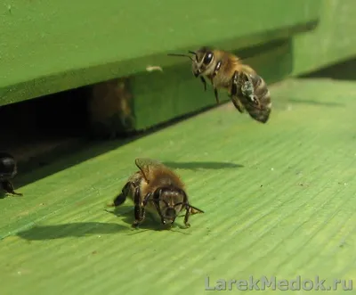 Изображение пчелы в HD качестве - скачать бесплатно