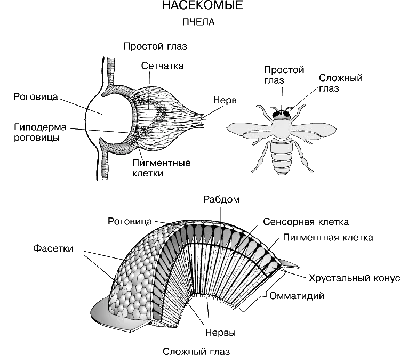 Фото пчелы в формате PNG: выберите размер и скачайте