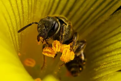 Пчела с удивительными глазами на фото - скачать бесплатно