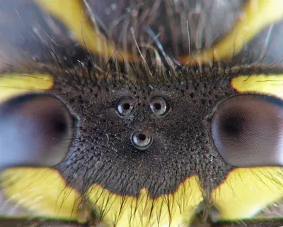 Узнайте, сколько глаз у пчелы на этом фото