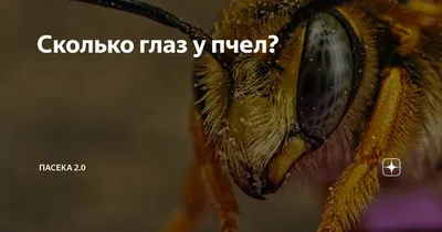 Фото пчелы в Full HD разрешении: выберите формат для скачивания