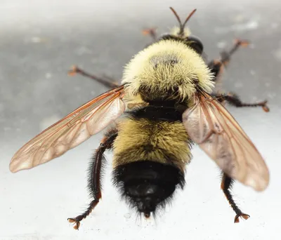 Узнайте, сколько глаз у пчелы на этой картинке