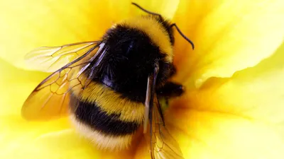 Новые фотографии пчелы: красивые изображения для скачивания