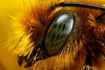 Фотография пчелы в формате WebP для скачивания