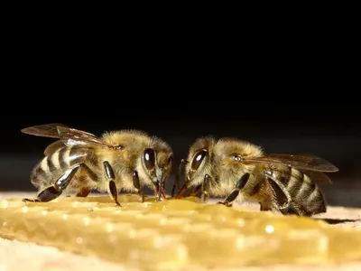 Изображение пчелы в высоком разрешении: выберите размер и скачайте