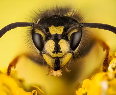 Фото пчелы в формате JPG: выберите формат и скачайте