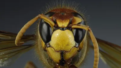Узнайте интересные факты о глазах пчелы на этой картинке