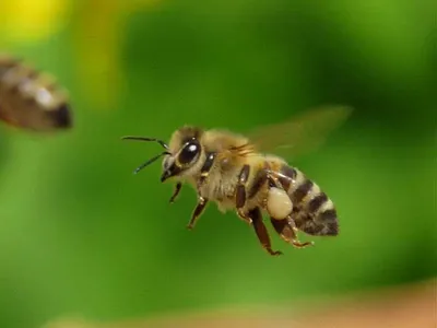 Пчела с удивительными глазами на фото - скачать бесплатно