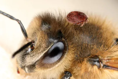 Узнайте, сколько глаз у пчелы на этом фото
