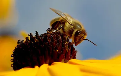 Уникальные глаза пчелы на этой фотографии