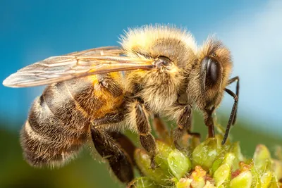 Фото с глазами пчелы: удивительное зрение на дисплее