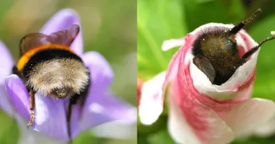 Фото пчелы с множеством органов зрения