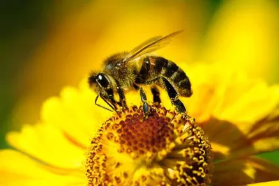 Узнайте, как пчела видит мир на этом фото