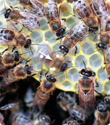 Фото пчелы с уникальными глазами: загадочное зрение