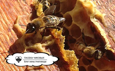 Глаза пчелы на фотографии: удивительная адаптация