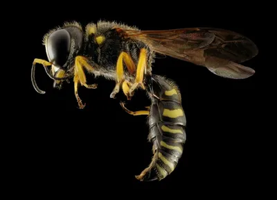 Узнайте, как пчела использует свои глаза на этом фото