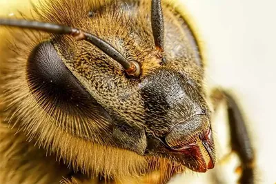 Фото пчелы в 4K качестве - скачать бесплатно