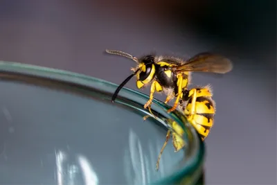 Фото пчелы с уникальным зрением: загадочная красота